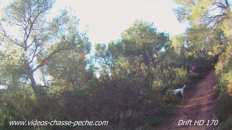chasse bécasse